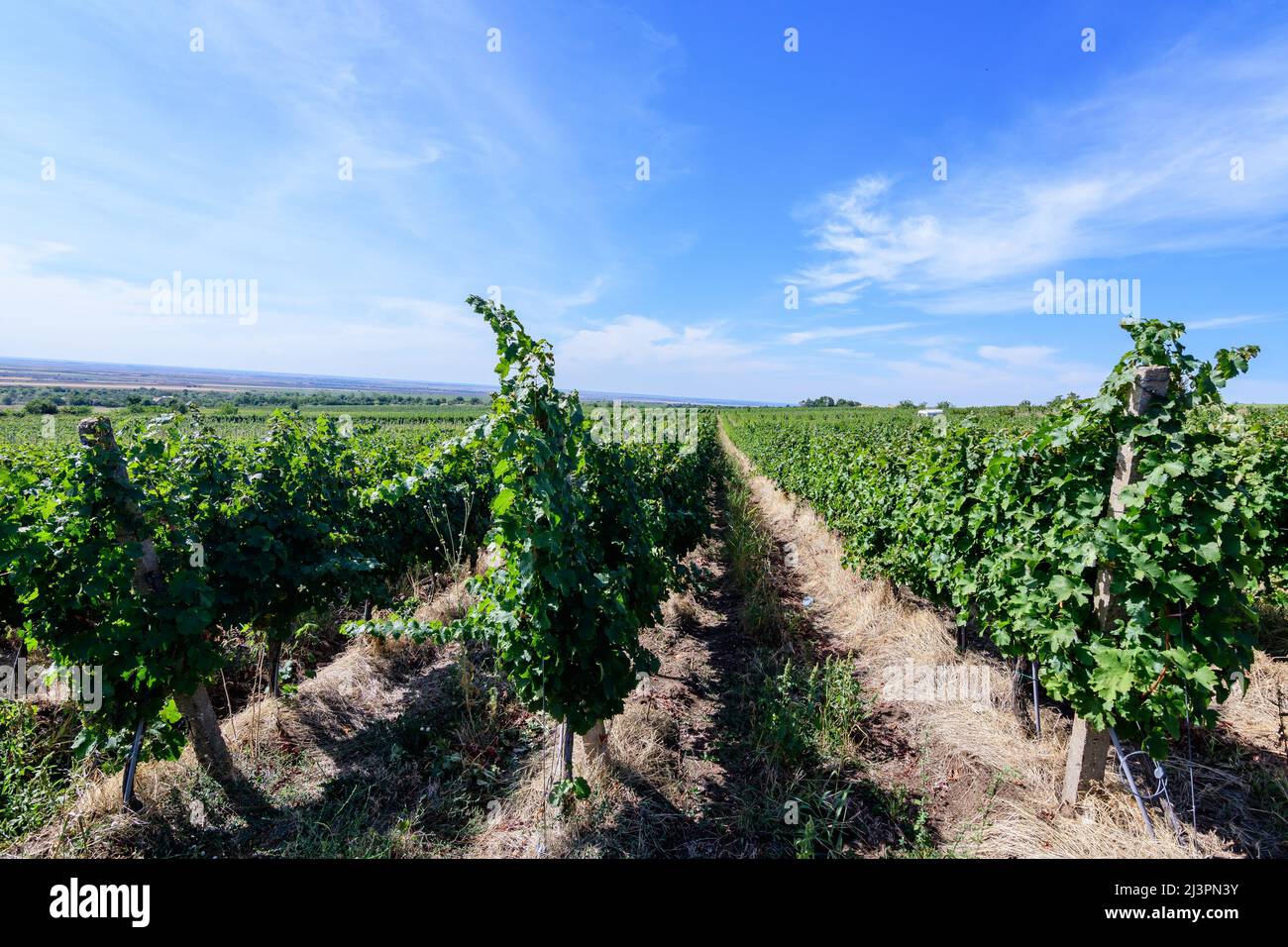 Fila con grandi piante con molte uve biologiche mature e foglie verdi in vigna in una giornata di sole autunno Foto Stock