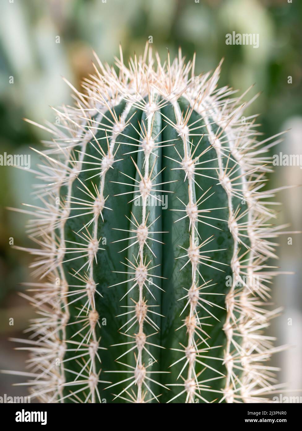 Primo piano con Pachycereus pringlei, noto anche come cardone gigante messicano o cactus elefante Foto Stock