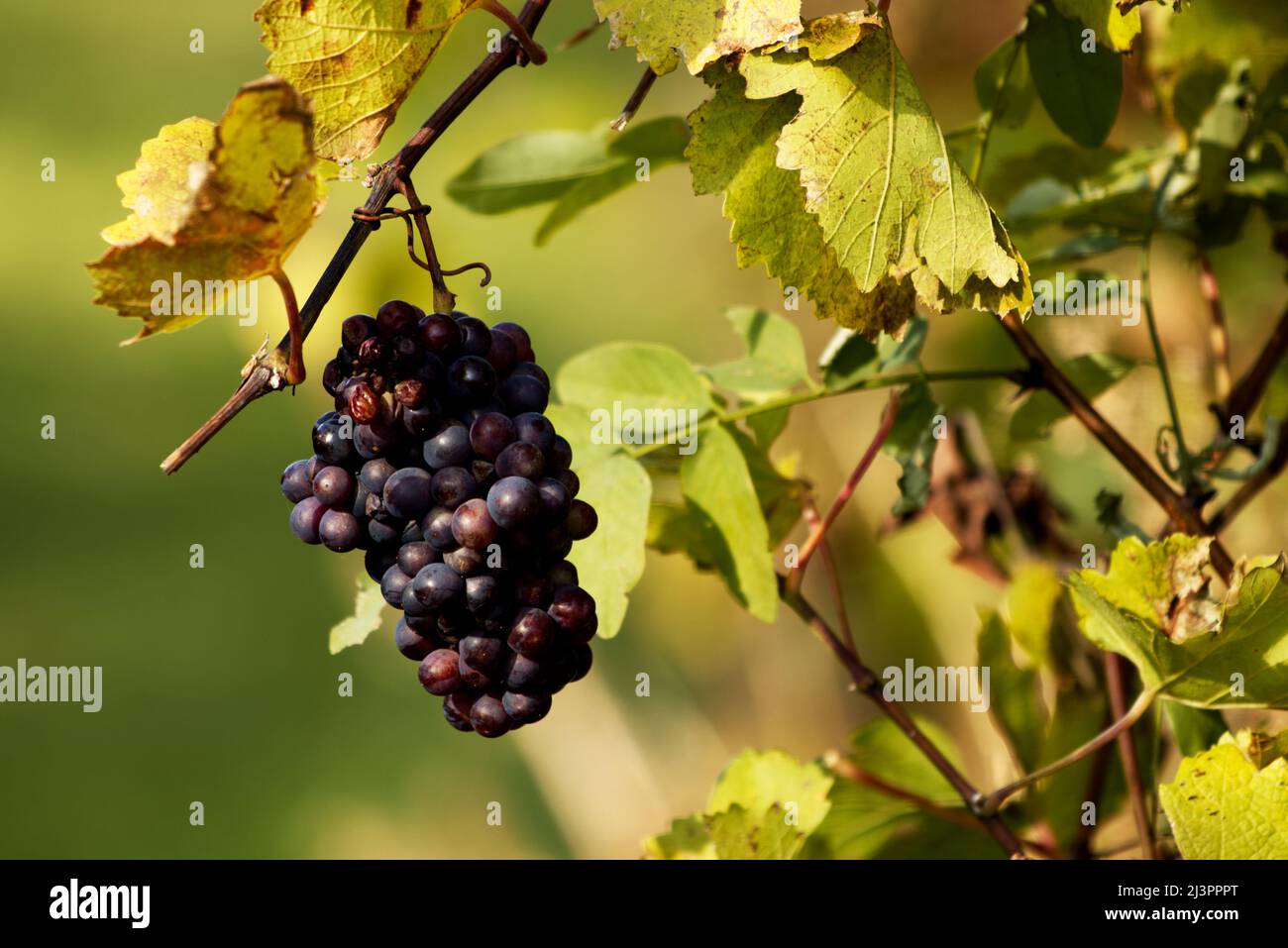 Primo piano di uve rosse appese su un ramo con fogliame verde e giallo in un vigneto Foto Stock