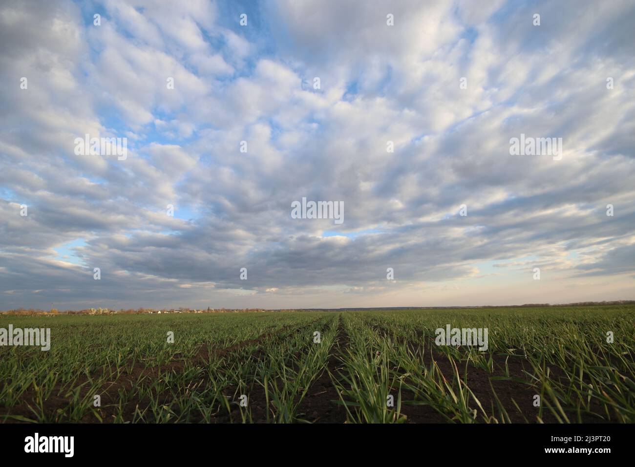 Frumento giovane, piantine di grano verde che crescono in un campo. Ucraina. Foto Stock