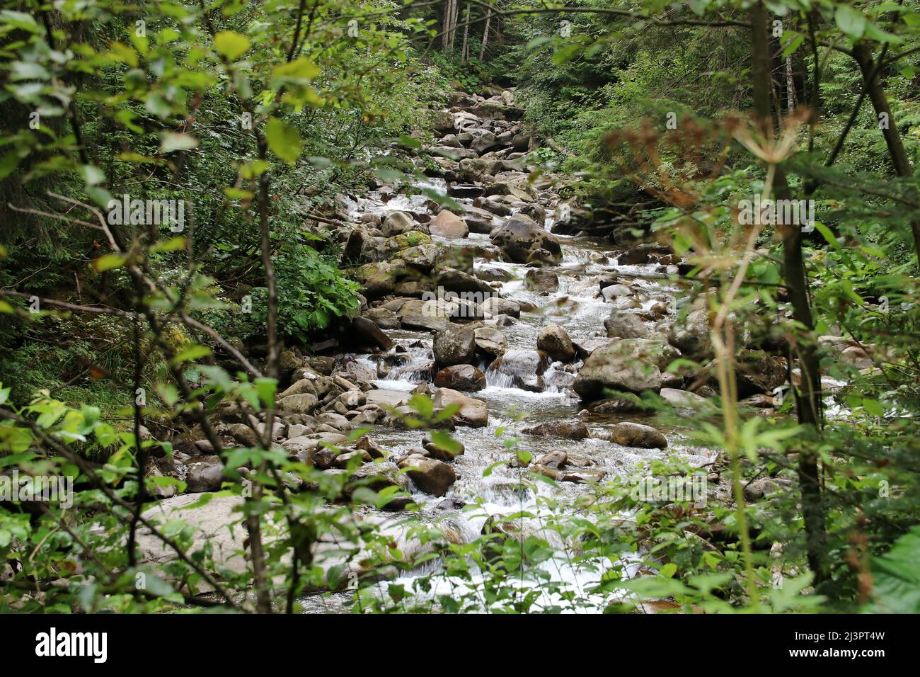 La fonte del fiume Prut sul monte Hoverle. Messa a fuoco selettiva. Foto Stock