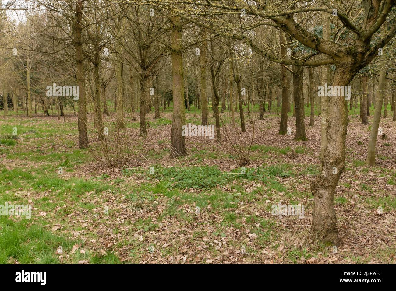 Woodland scena nel mese di marzo, Inghilterra, Regno Unito Foto Stock