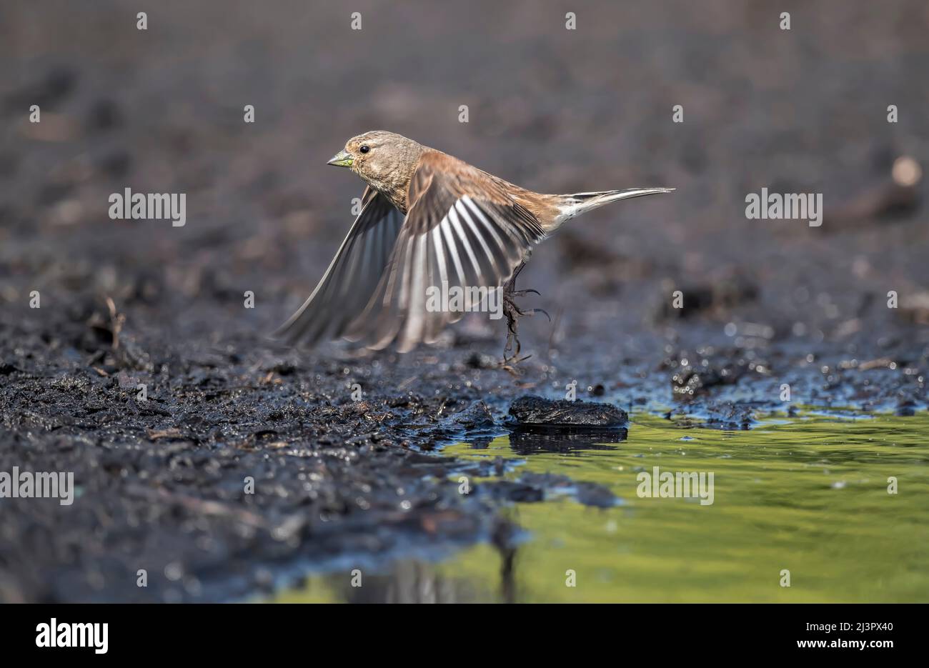 Un Linnett maschio, volando da una pozza d'acqua, da vicino, in estate Foto Stock