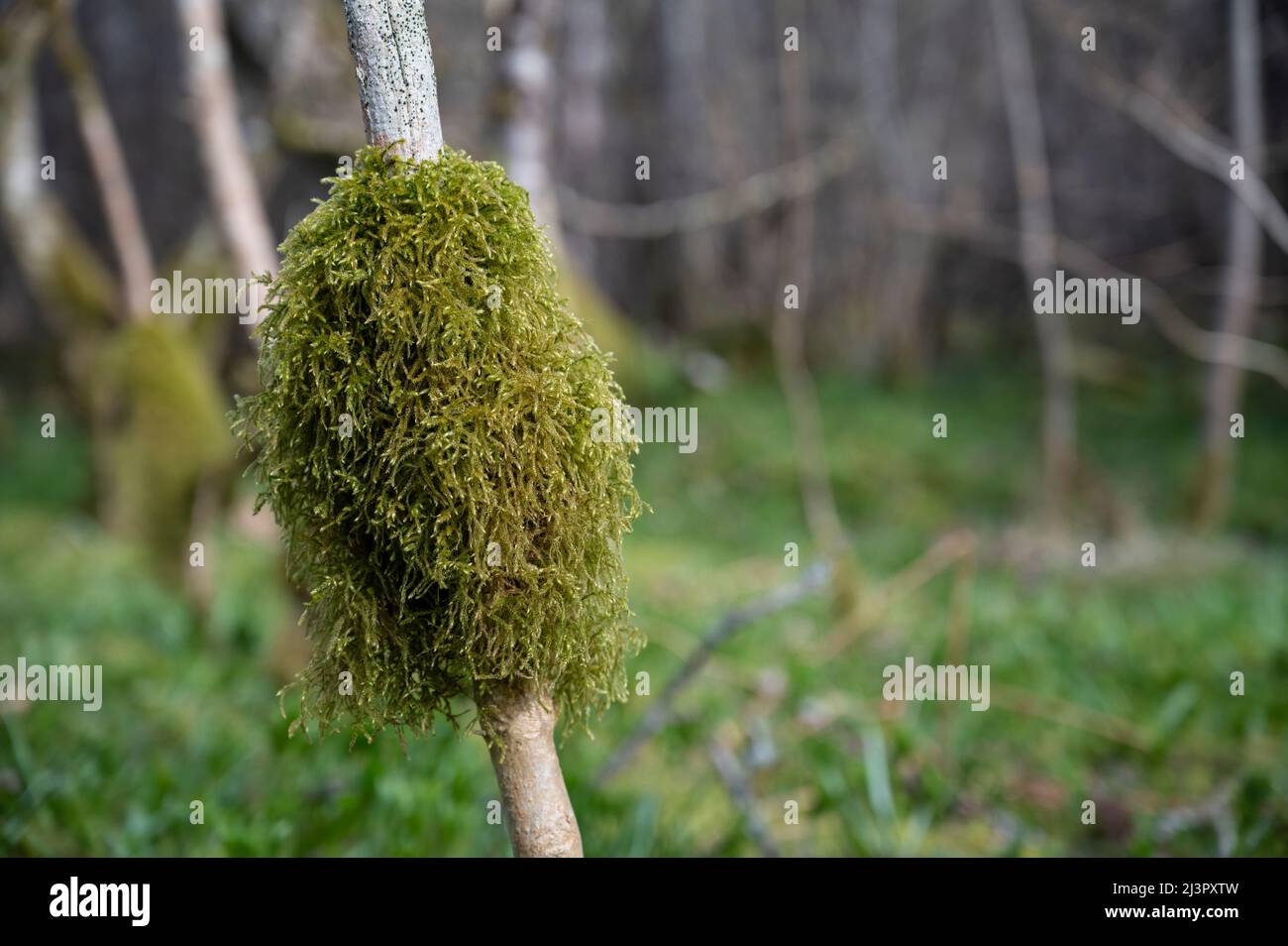 Una palla di muschio che cresce su un albero nella cover, Drumnadrochit. Foto Stock