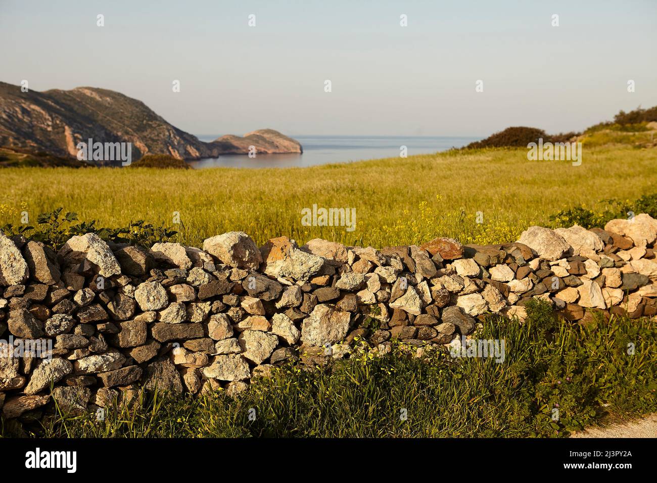 Syros, campo con fiori e Mar Egeo Foto Stock