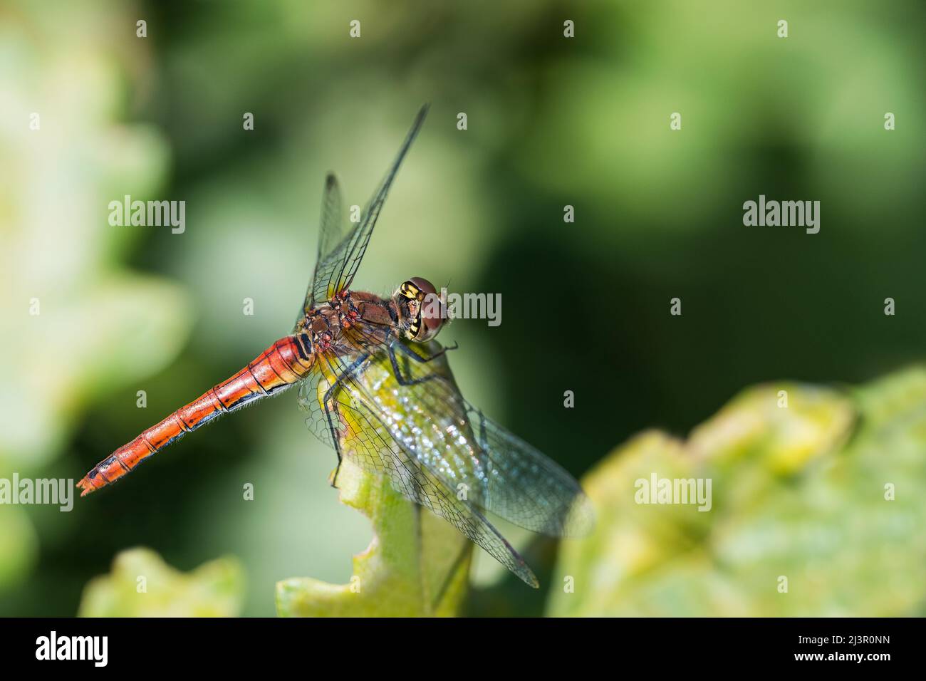 Dragonfly maschio ruddy darter su foglia verde con sfondo naturale sfocato. Sympetrum sanguineum. Primo piano di bellissimo insetto acquatico con ali sparse. Foto Stock