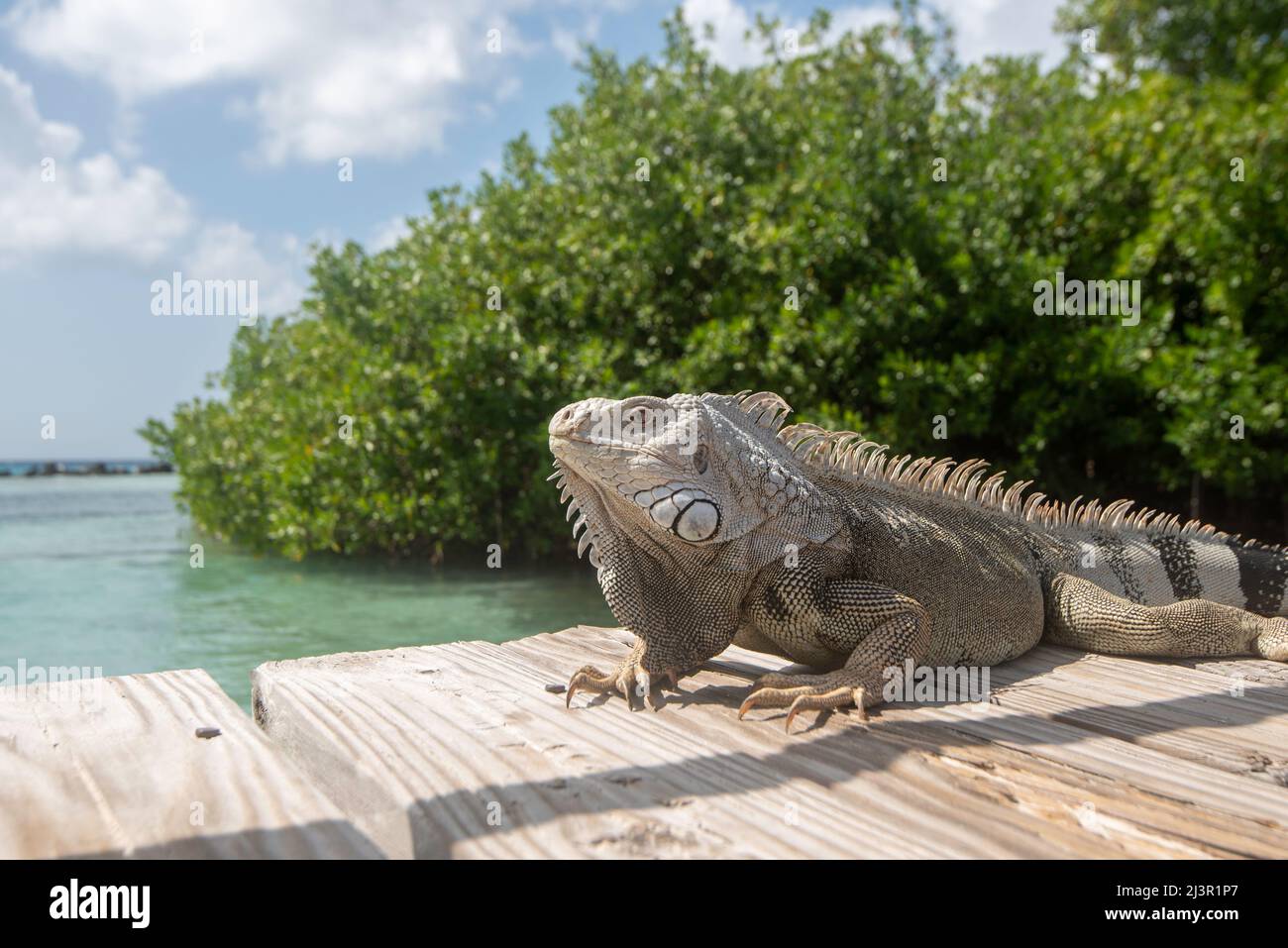 Un'iguana che si gode il caldo sole di Aruban su un molo nel Mar dei Caraibi. Foto Stock