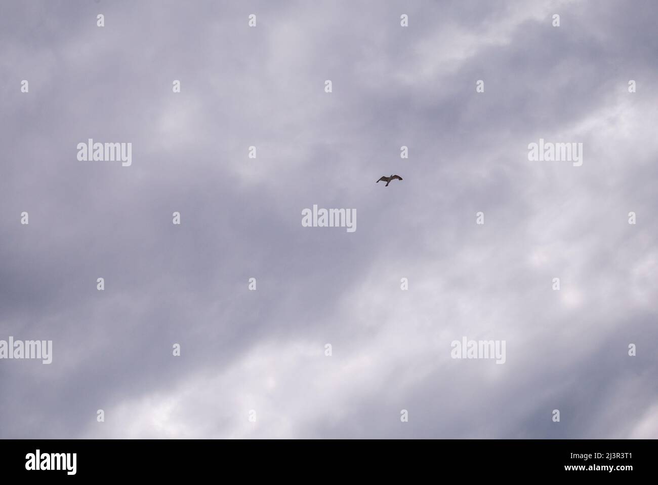 Seagull volare in cielo nuvoloso di giorno. seagull volare tra le nuvole. Foto Stock