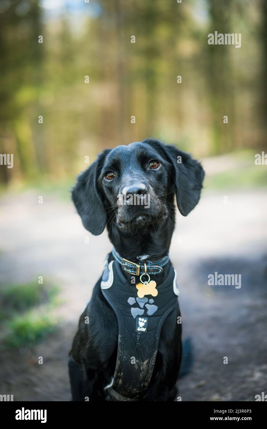 Ritratto di un cappotto liscio nero labradoodle cucciolo - una croce tra un cane Labrador e una barretta. Foto Stock