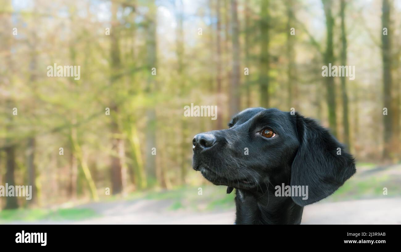 Colpo di testa Ritratto di un cappotto liscio nero labradoodle cucciolo - una croce tra un cane Labrador e un cucciolo. Foto Stock