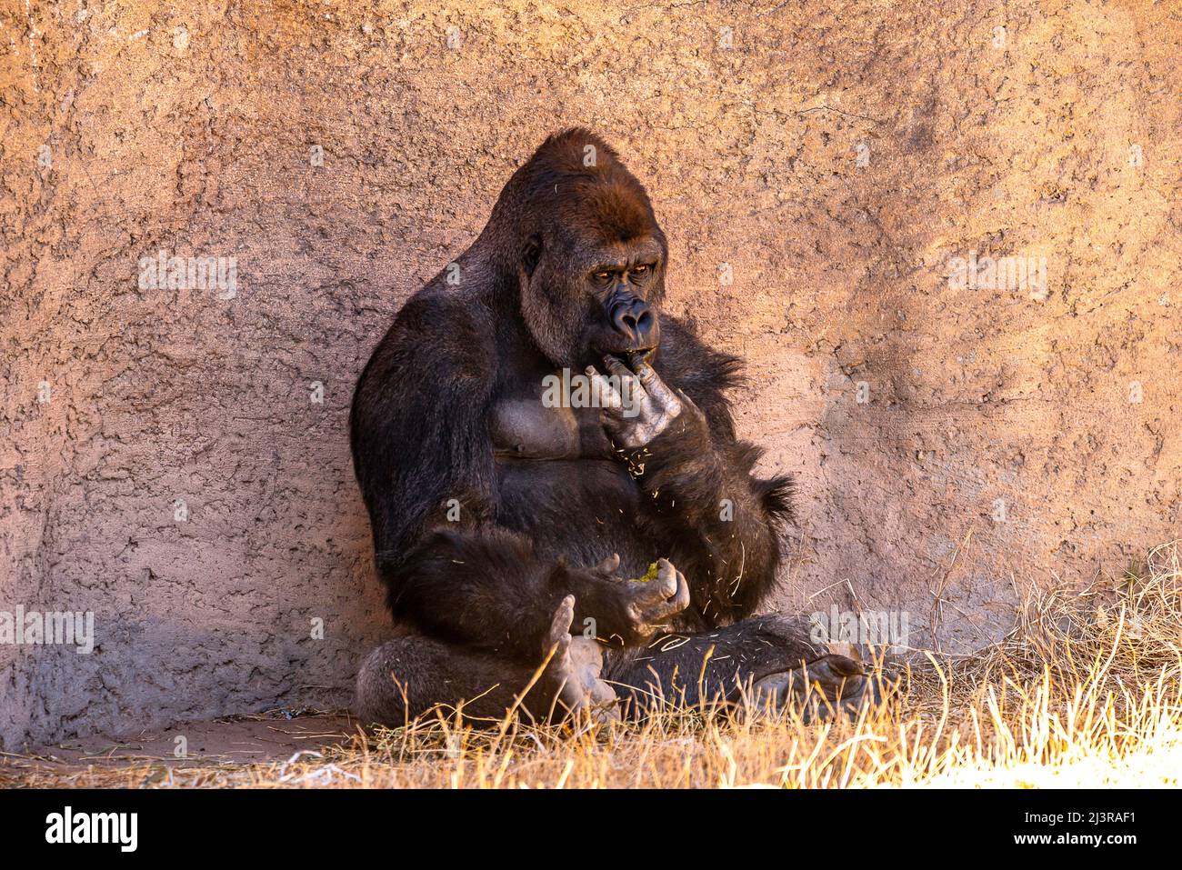 Gorilla allo zoo Foto Stock