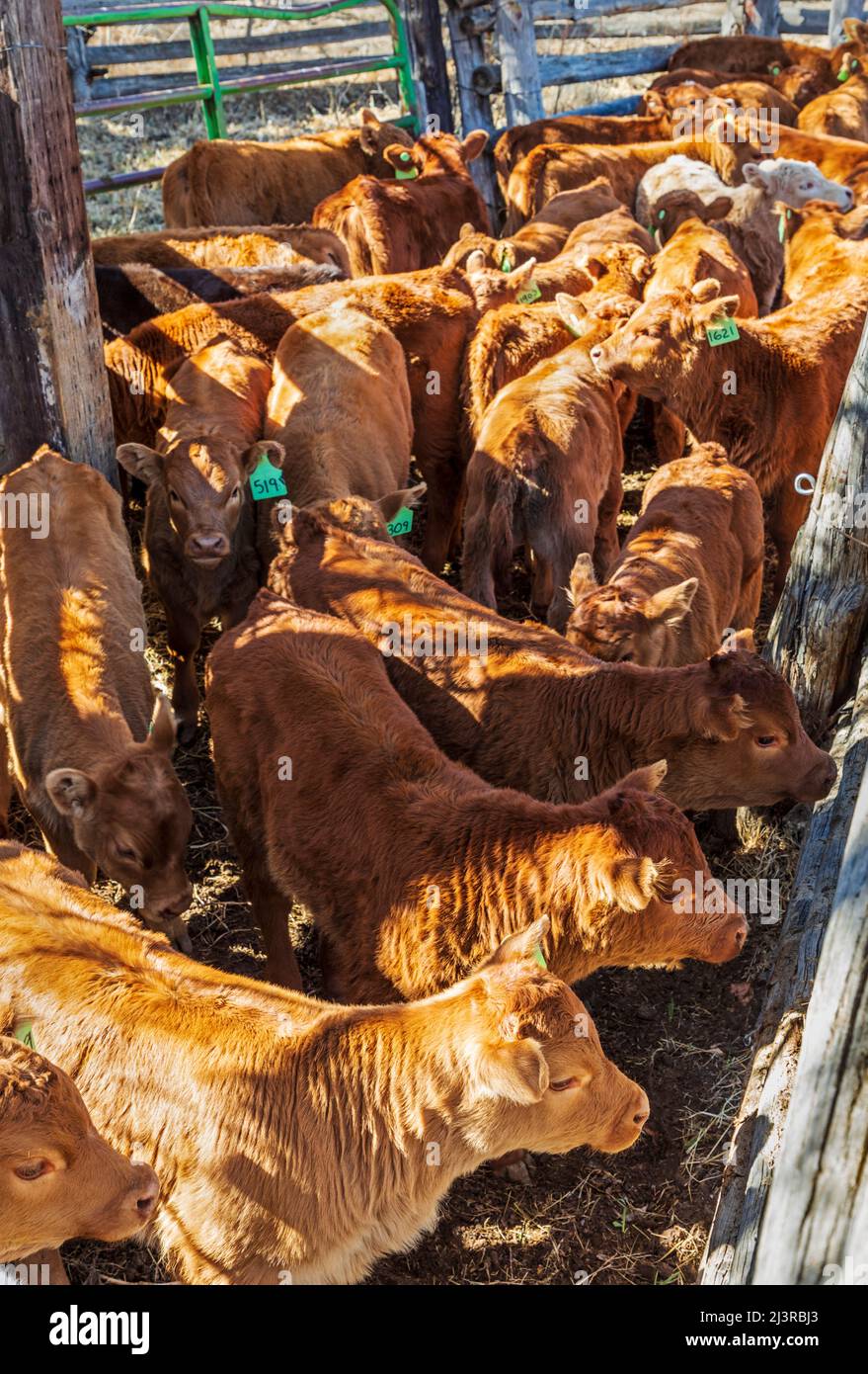 Vitelli di giovenca e toro attendono marcare a caldo di primavera sul ranch di Hutchinson vicino a Salida: Colorado; Stati Uniti Foto Stock