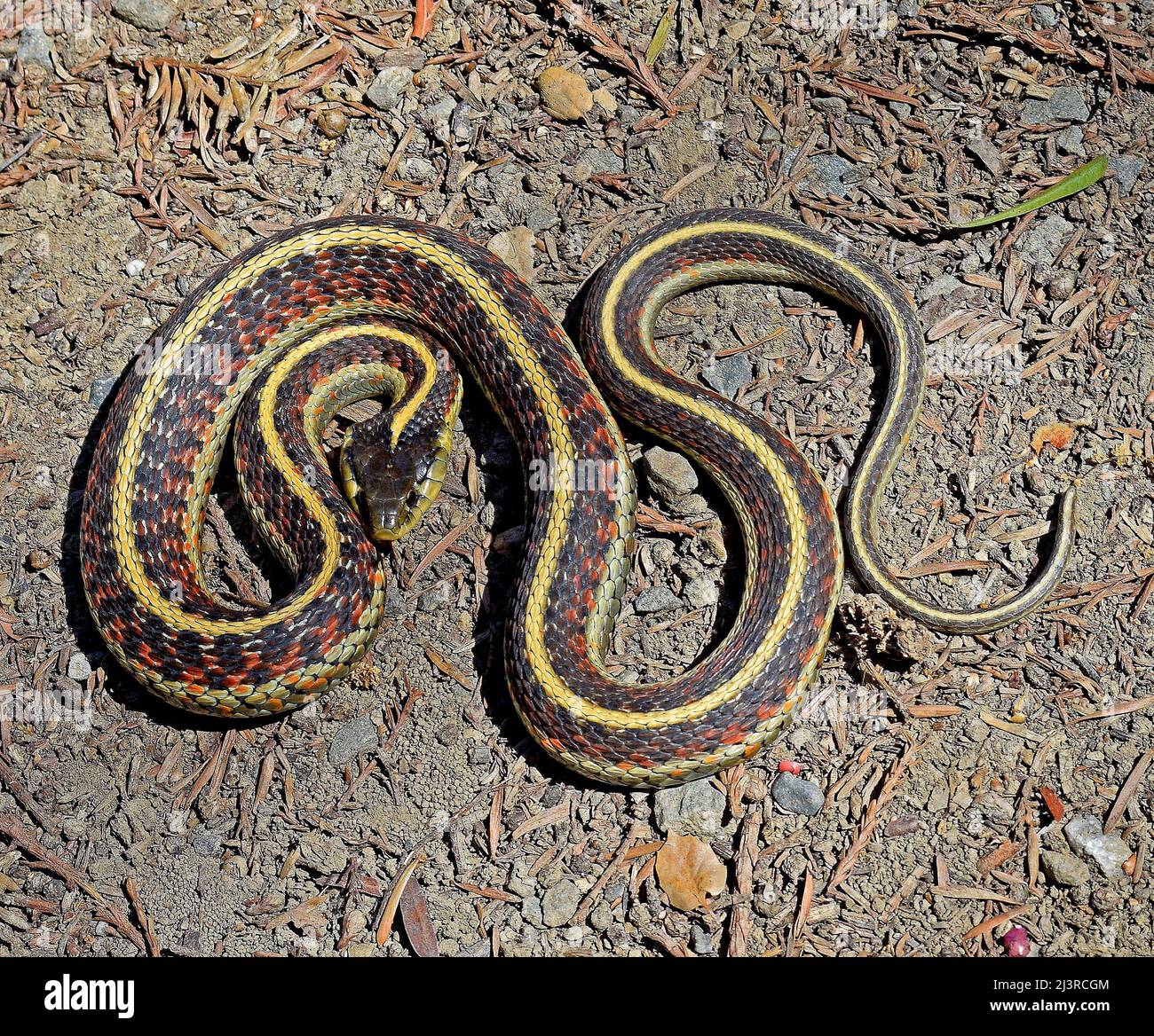 Garter Snake a Union City, California Foto Stock