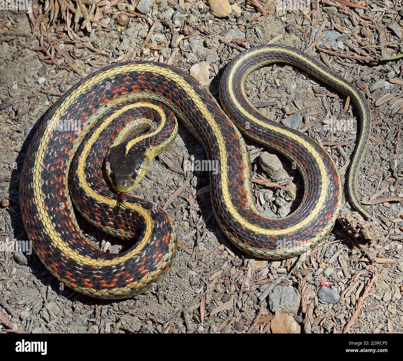 Garter Snake a Union City, California Foto Stock