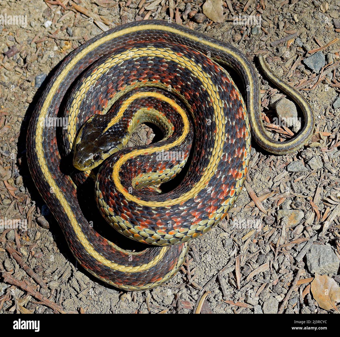 Garter Snake a Union City, California Foto Stock