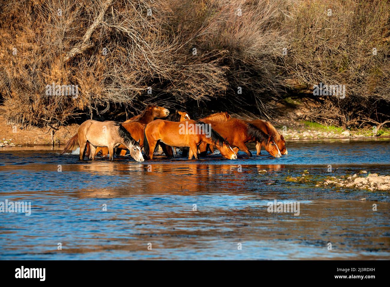 Lo storico Salt River Wild Horses di Salt River, Arizona, USA Foto Stock