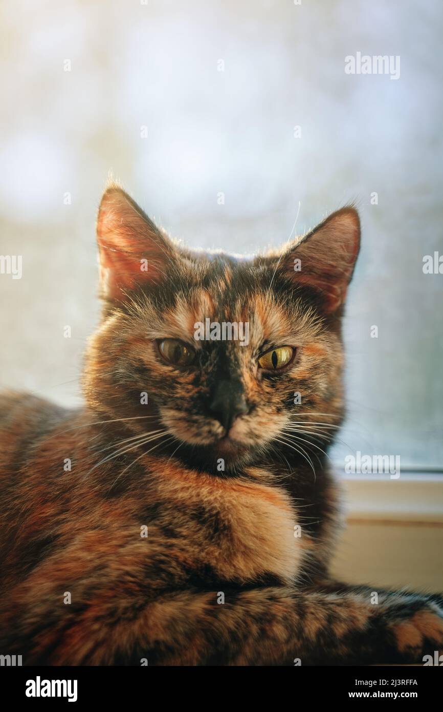 Gatto pigro e bello sdraiato dalla finestra. Foto Stock
