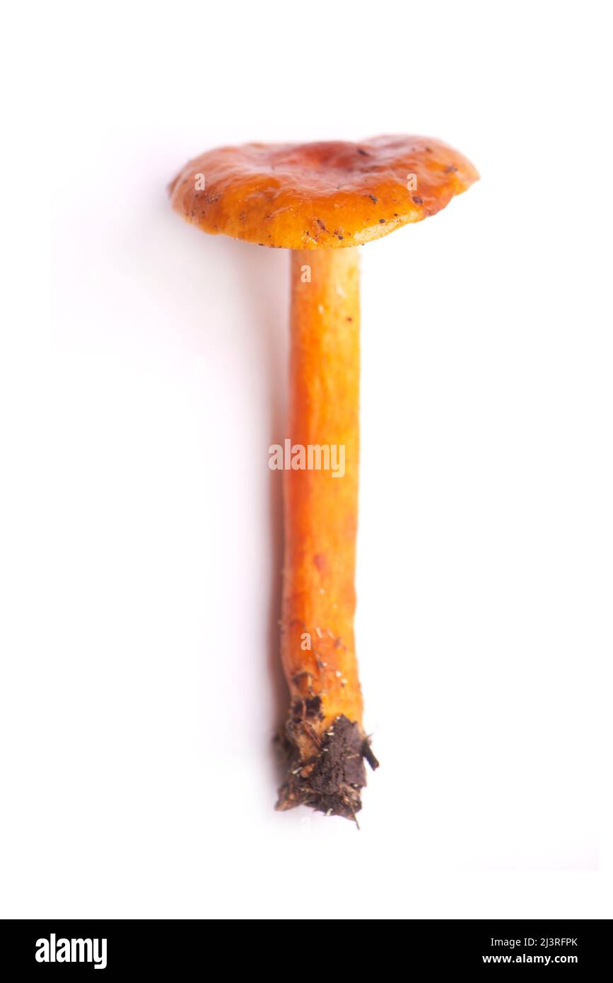 Dettaglio di funghi selvatici raccolti sull'isola di Vancouver, Canada Foto Stock