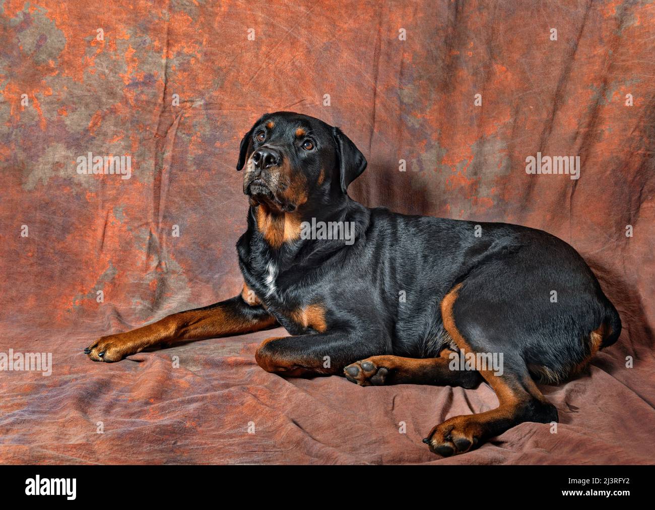 Studio ritratto di bello adulto maschio rottweiler purebreed cane Foto Stock