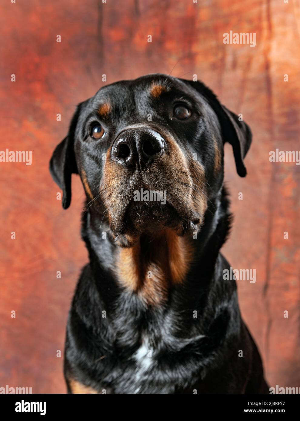 Studio ritratto di bello adulto maschio rottweiler purebreed cane Foto Stock