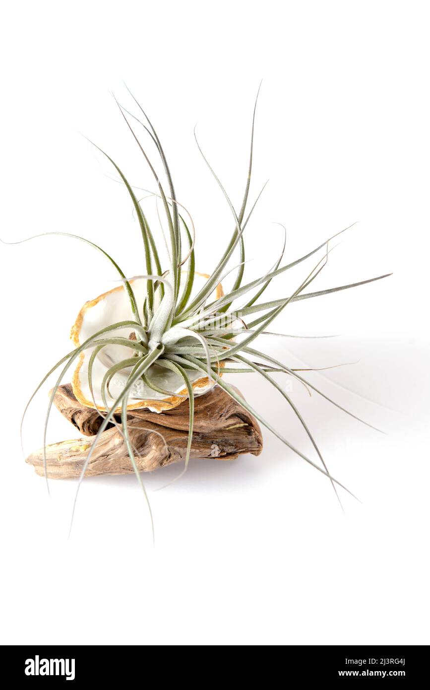 Tillansia impianti d'aria e legno di driftwood isolato su sfondo bianco Foto Stock