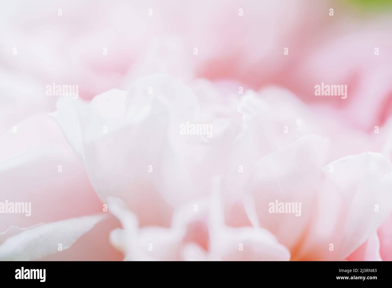 Rosa sfocato rose sfocato sfondo fiori. Sfondo floreale astratto. Macro di petali rosa texture Foto Stock