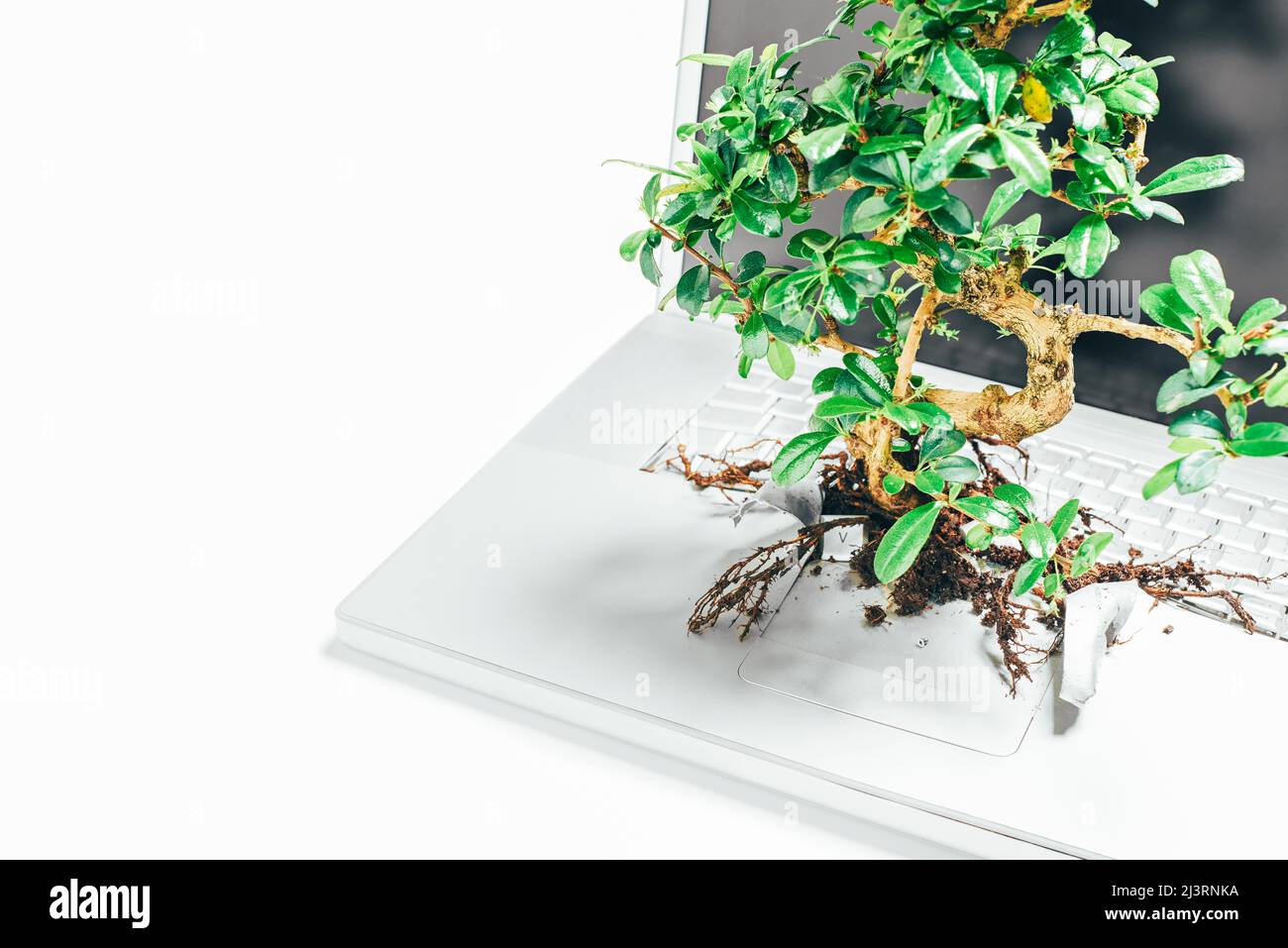 Verde. Studio girato di un albero bonsai che cresce da un notebook in studio su uno sfondo grigio. Foto Stock