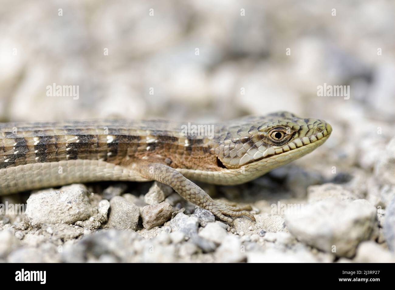 Adulto California Alligator Lizard Warming su Ghiel Trail. Joseph D Grant Ranch County Park, Santa Clara County, California, USA. Foto Stock