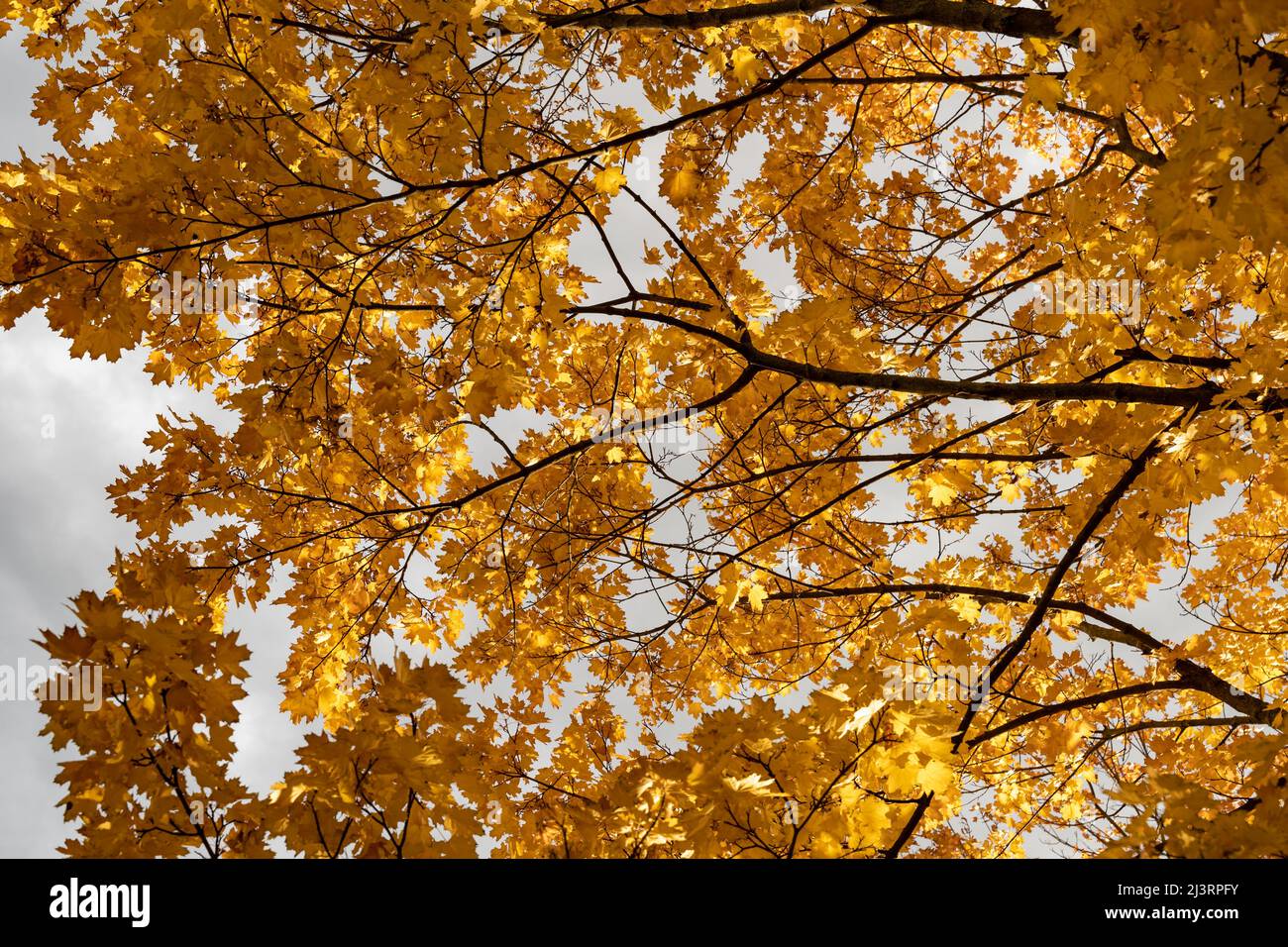 Foglie d'autunno arancio di un albero d'acero. Guardando fino a una corona di alberi in autunno stagione. Vegetazione dorata nella natura. Bei colori sugli alberi. Foto Stock