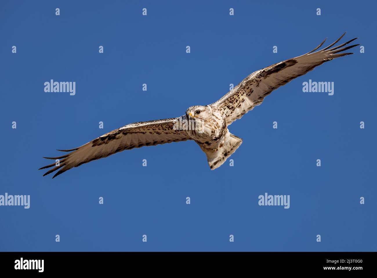 Un falco ruvido scivola sulle terme del Wyoming. Foto Stock