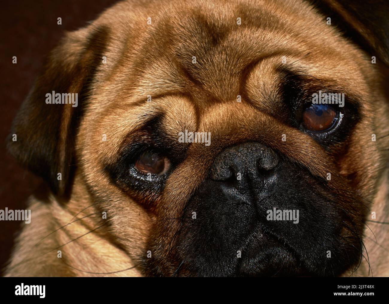 Primo piano di un ritratto di un cane pug Foto Stock