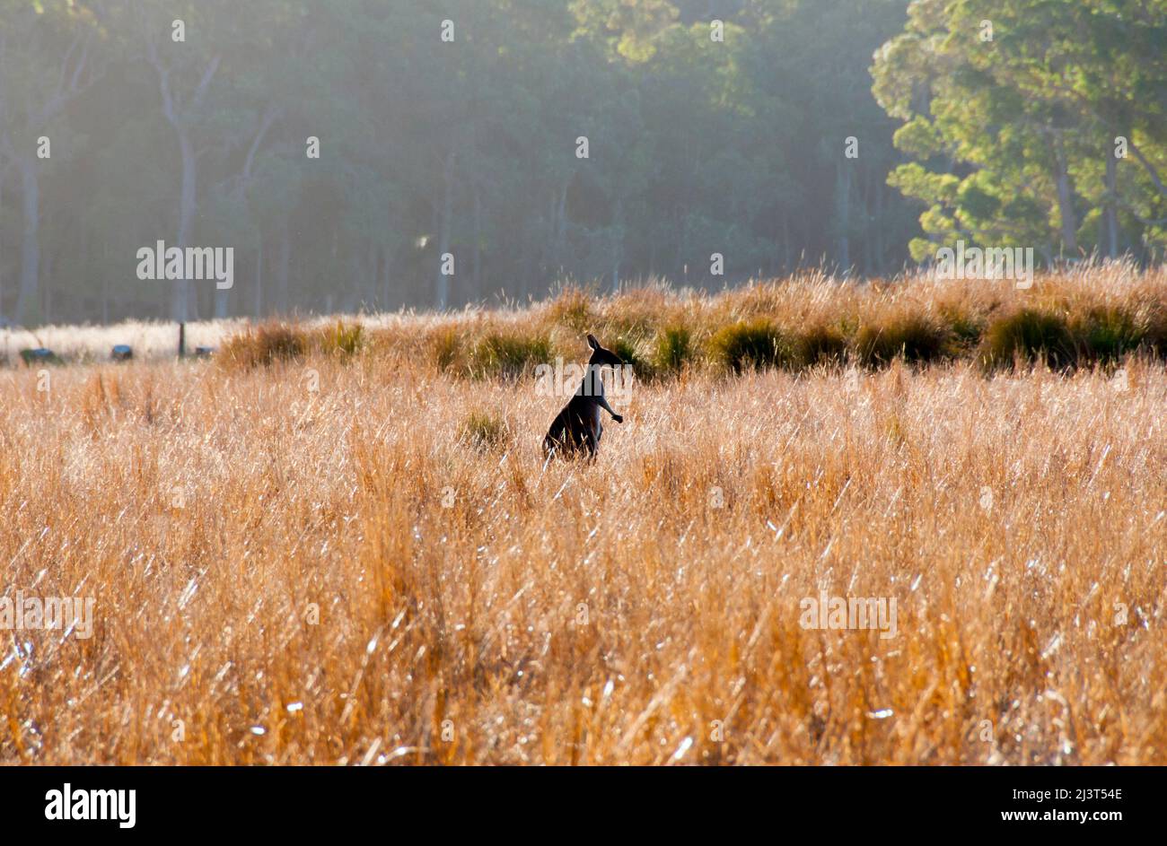 Canguro selvatico in erba di tall Foto Stock
