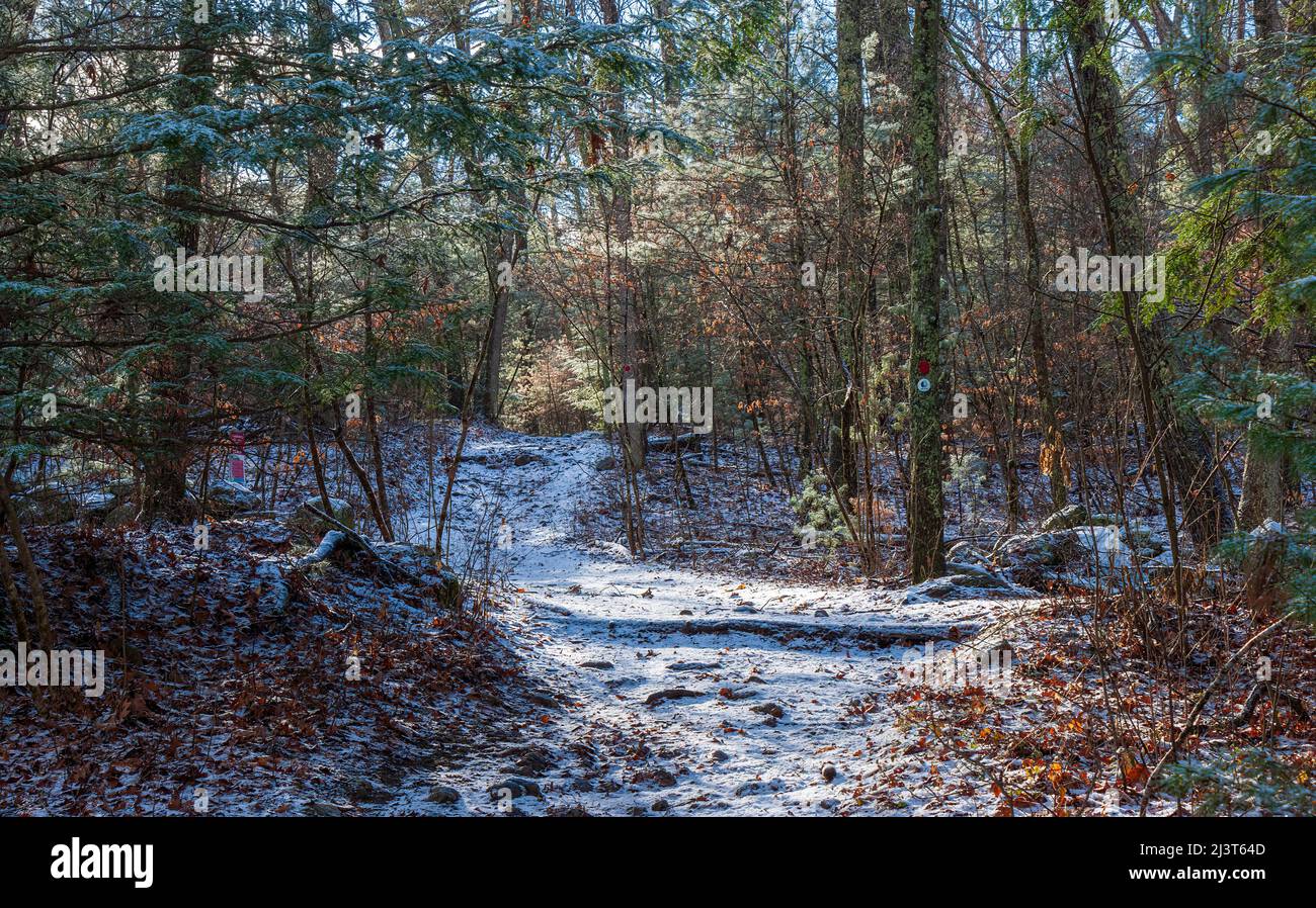 Sentiero attraverso una foresta mista in inverno, con un fresco manto di neve. Rocky Narrows, Sherborn, Massachusetts Foto Stock