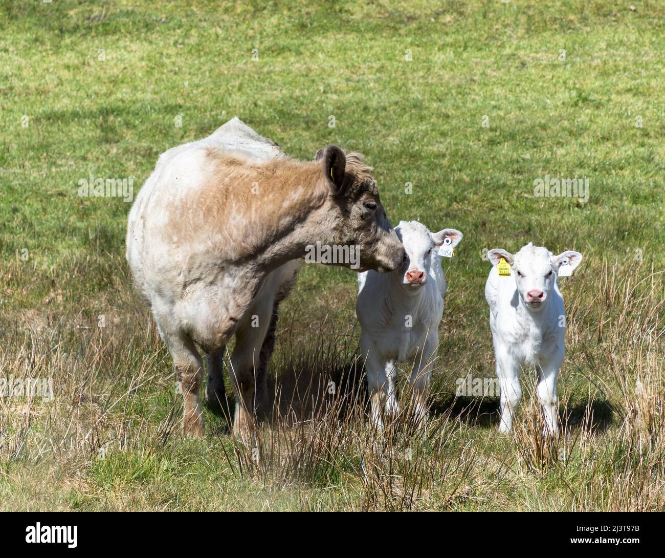 Goleen, Cork, Irlanda. 09th aprile 2022. Due vitelli con la loro madre fuori su un pascolo vicino Goleen, Co. Cork, Irlanda. - Foto David Creedon Foto Stock