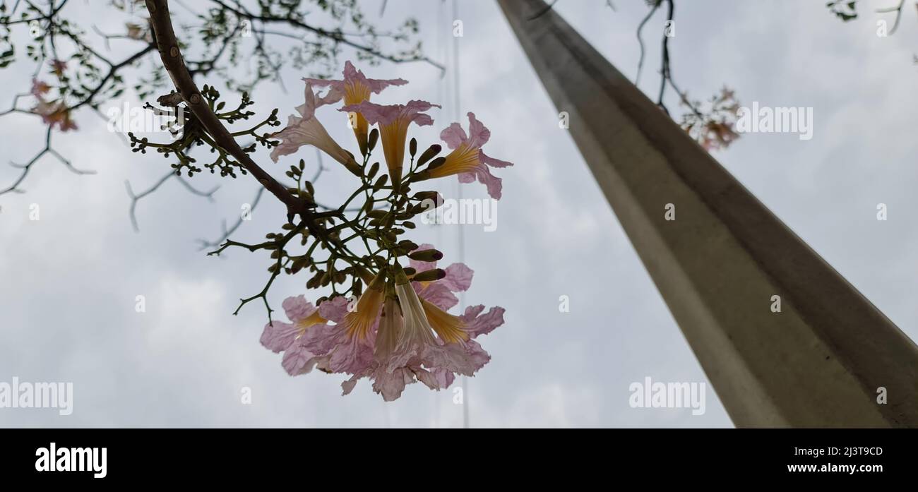 Rosa Tabebuia rosea fiore in piena fioritura sulla Eastern express autostrada a Mumbai, Vikhroli zona di fronte al Godrej Industrial campus. Il fiore è un Foto Stock