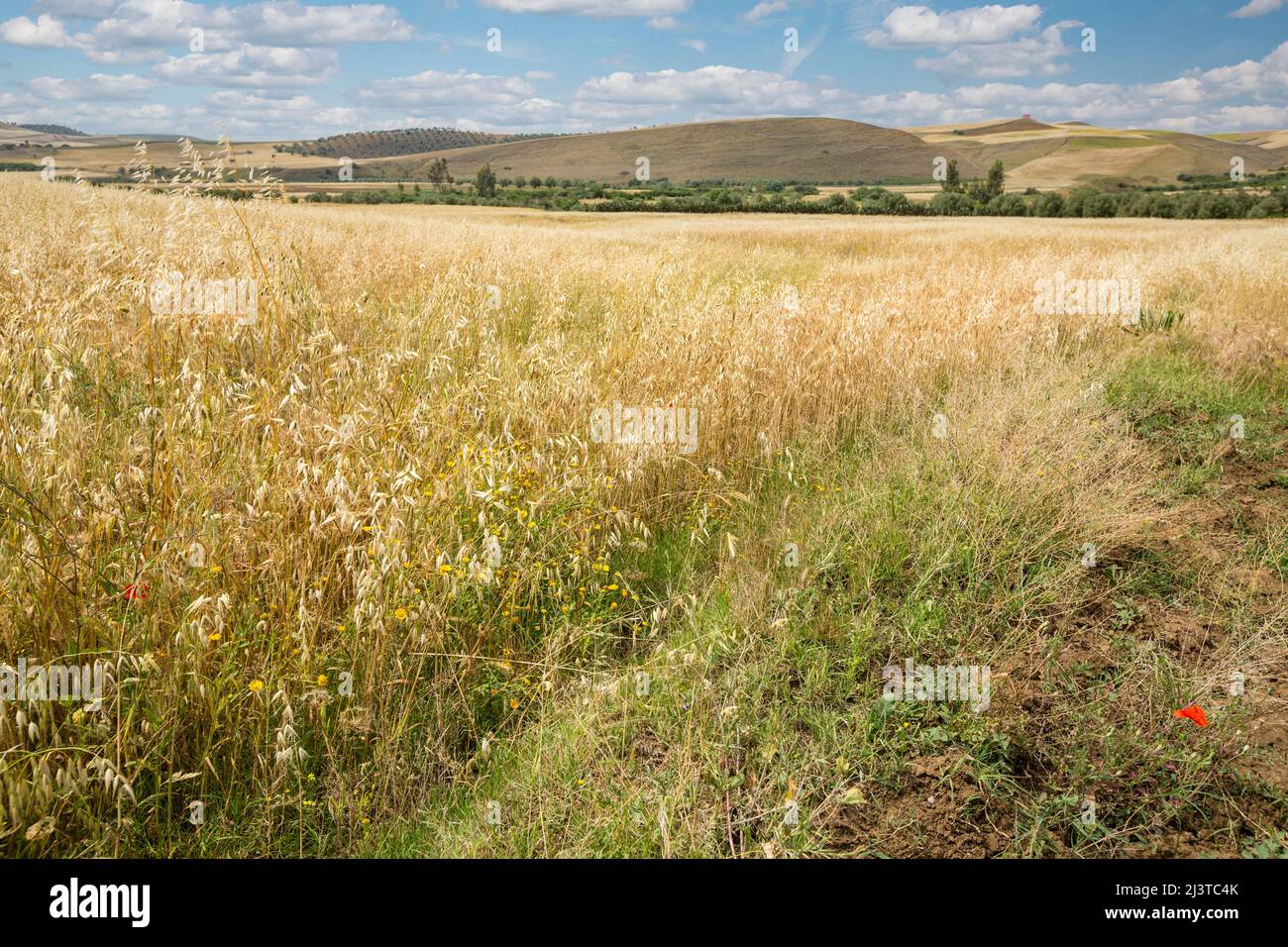 Il Marocco. La campagna in Rif Regione Nord del Marocco. Foto Stock