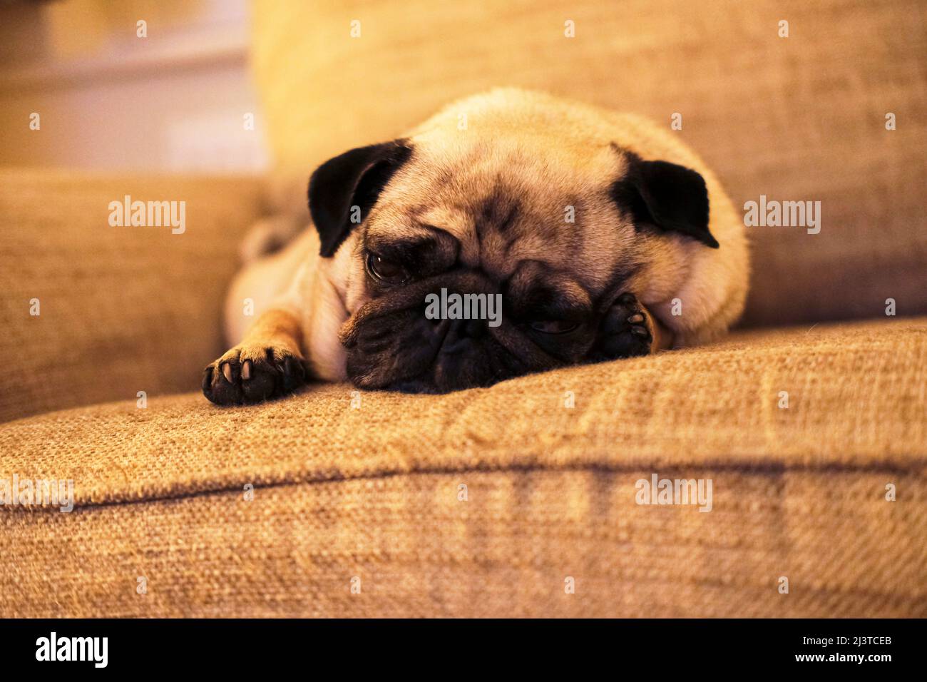 Pug di sonno Foto Stock
