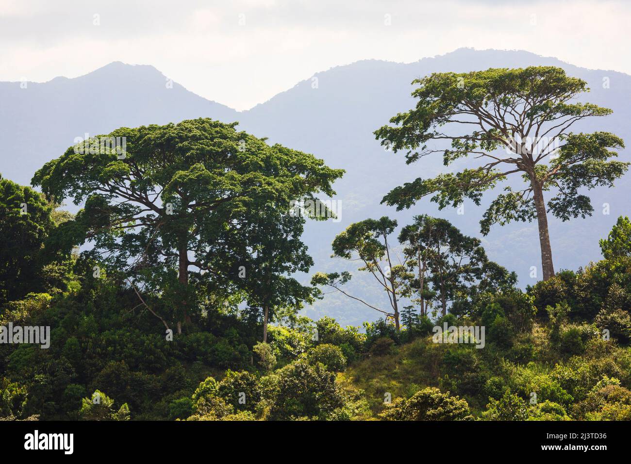 Splendidi alberi nel paesaggio montano vicino a Coclecito, provincia di Cocle, Repubblica di Panama, America Centrale. Foto Stock