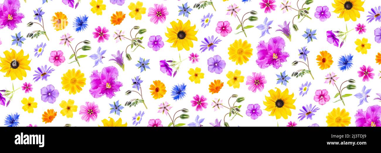 Bana luminosa di fiori colorati su sfondo bianco, come sfondo o texture. Primavera, estate carta da parati per il tuo design. Vista dall'alto, disposizione piatta. Foto Stock