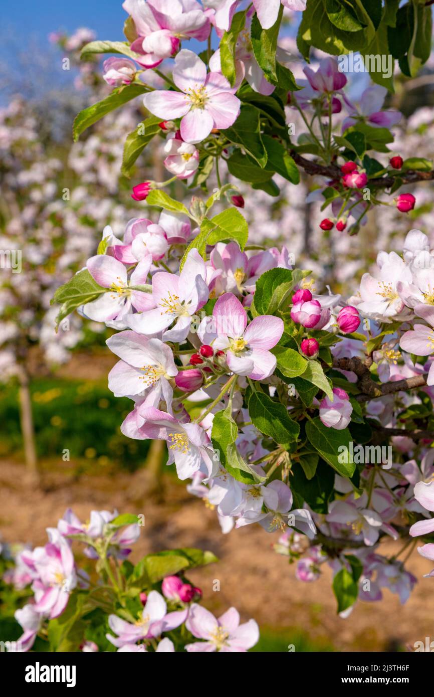 particolare di germoglio di alberi di mela in primavera Foto stock - Alamy