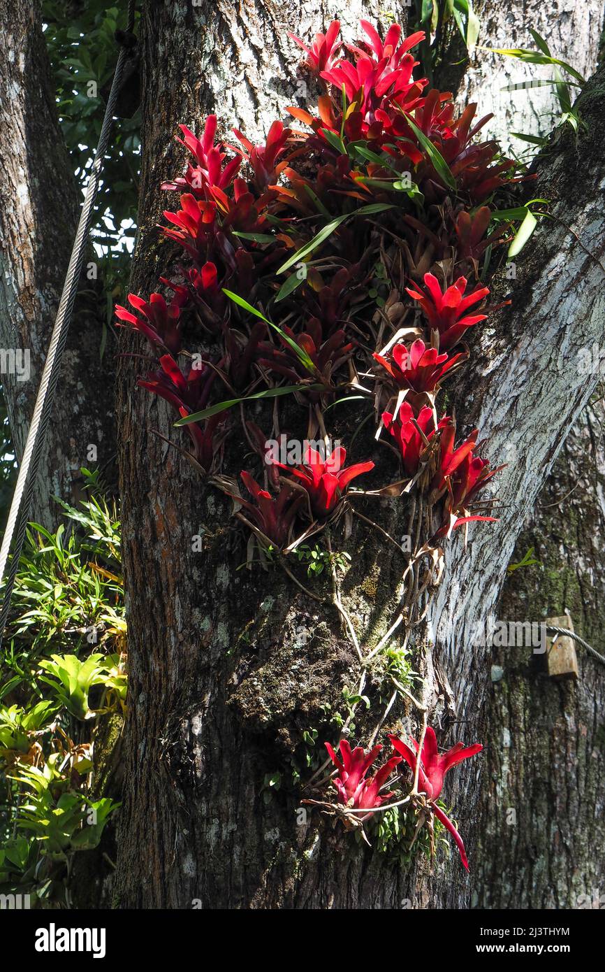 Jardin Balalta, jardin botanique de Jean-Philippe Thoze, Martinica, Fort de France, Antille Foto Stock
