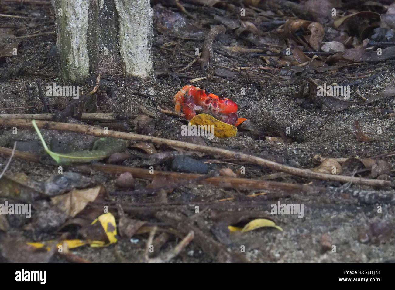 Martinica , Antille, Les salines, crabes Touloulou sur la plage de Sable noir, petit crabe terrestre rouge et noir Foto Stock