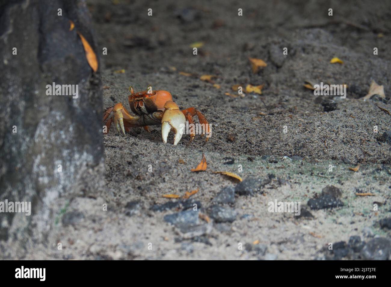 Martinica , Antille, Les salines, crabes Touloulou sur la plage de Sable noir, petit crabe terrestre rouge et noir Foto Stock