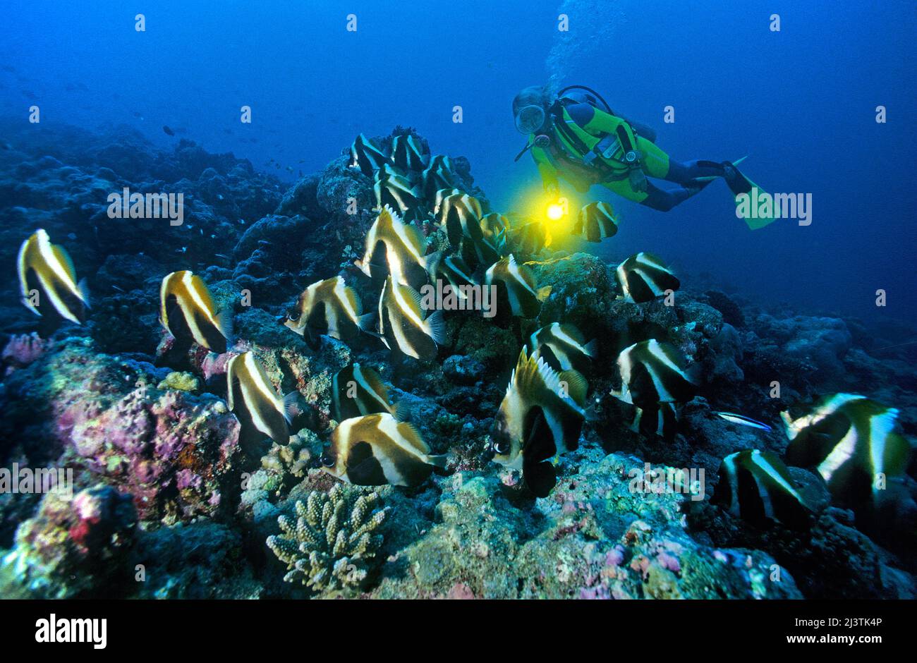 Subacqueo dietro un gruppo di pesci fantasma (Heniochus pleurotaenia), Ari Atoll, Maldive, Oceano Indiano, Asia Foto Stock