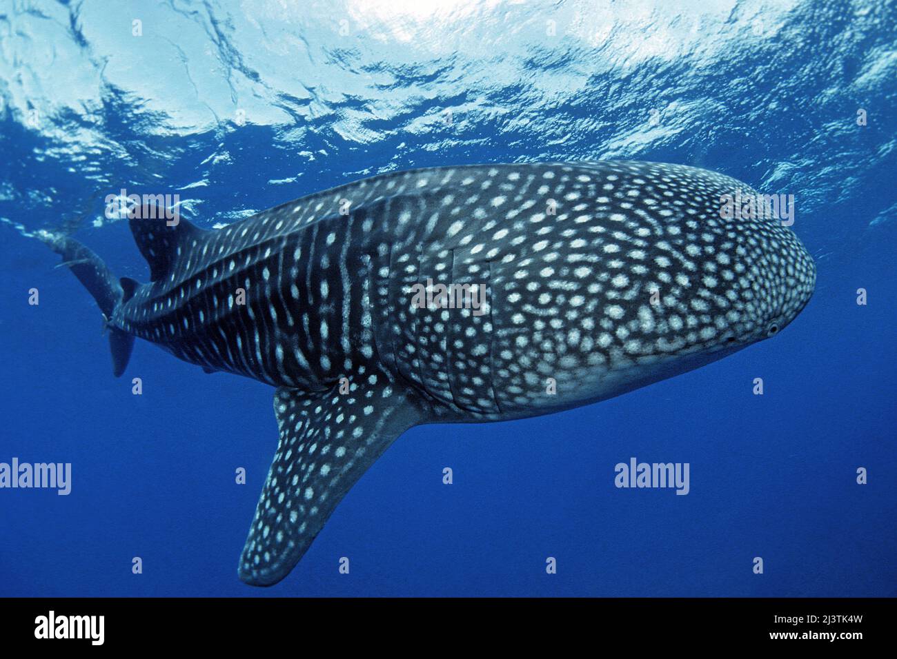 Squalo balena (Rhincodon typus), il più grande pesce del mondo, Ari Atoll, Maldive, Oceano Indiano, Asia Foto Stock