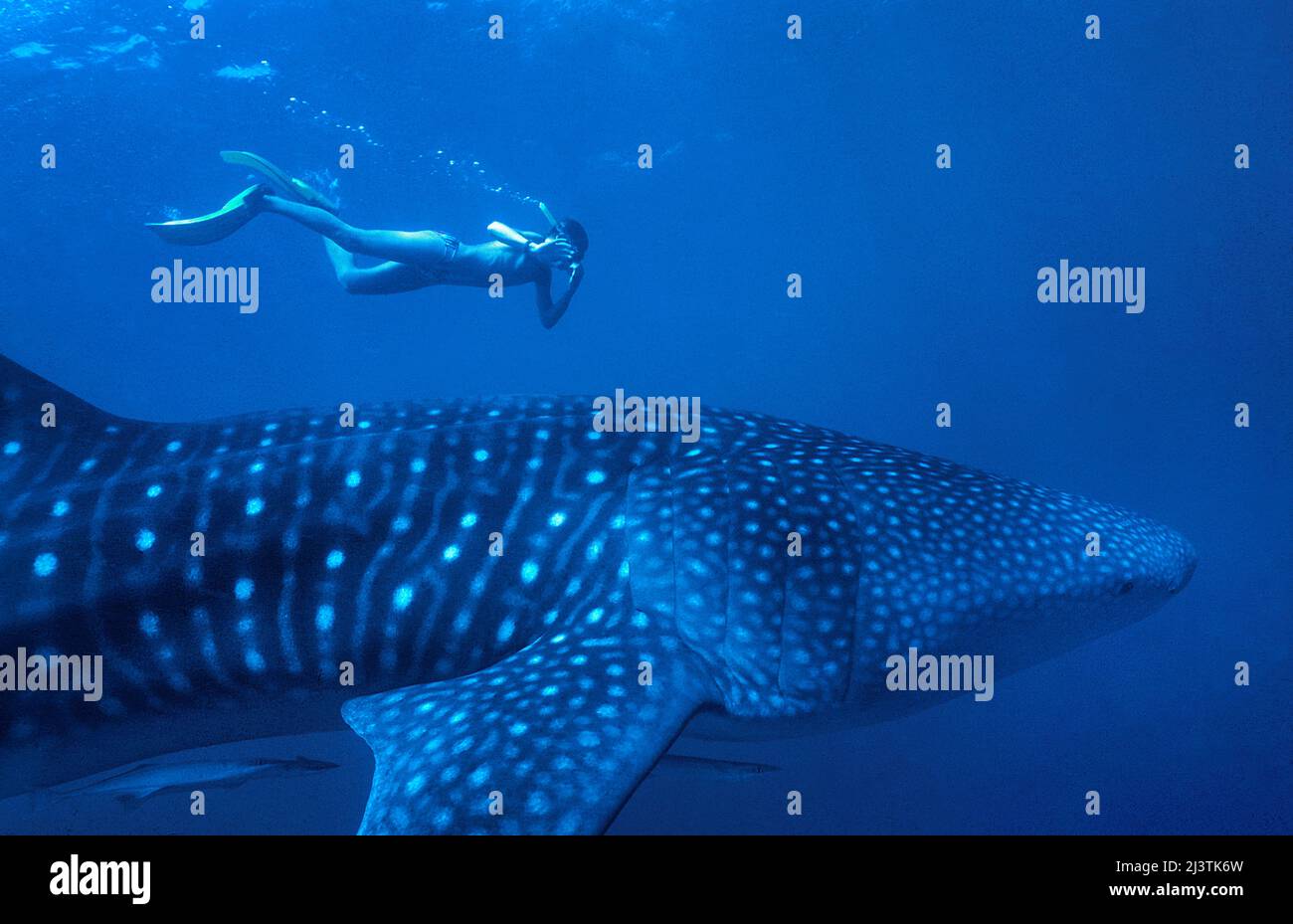 Snorkeler e squalo balena (Rhincodon typus), il più grande pesce del mondo, Ari Atoll, Maldive, Oceano Indiano, Asia Foto Stock