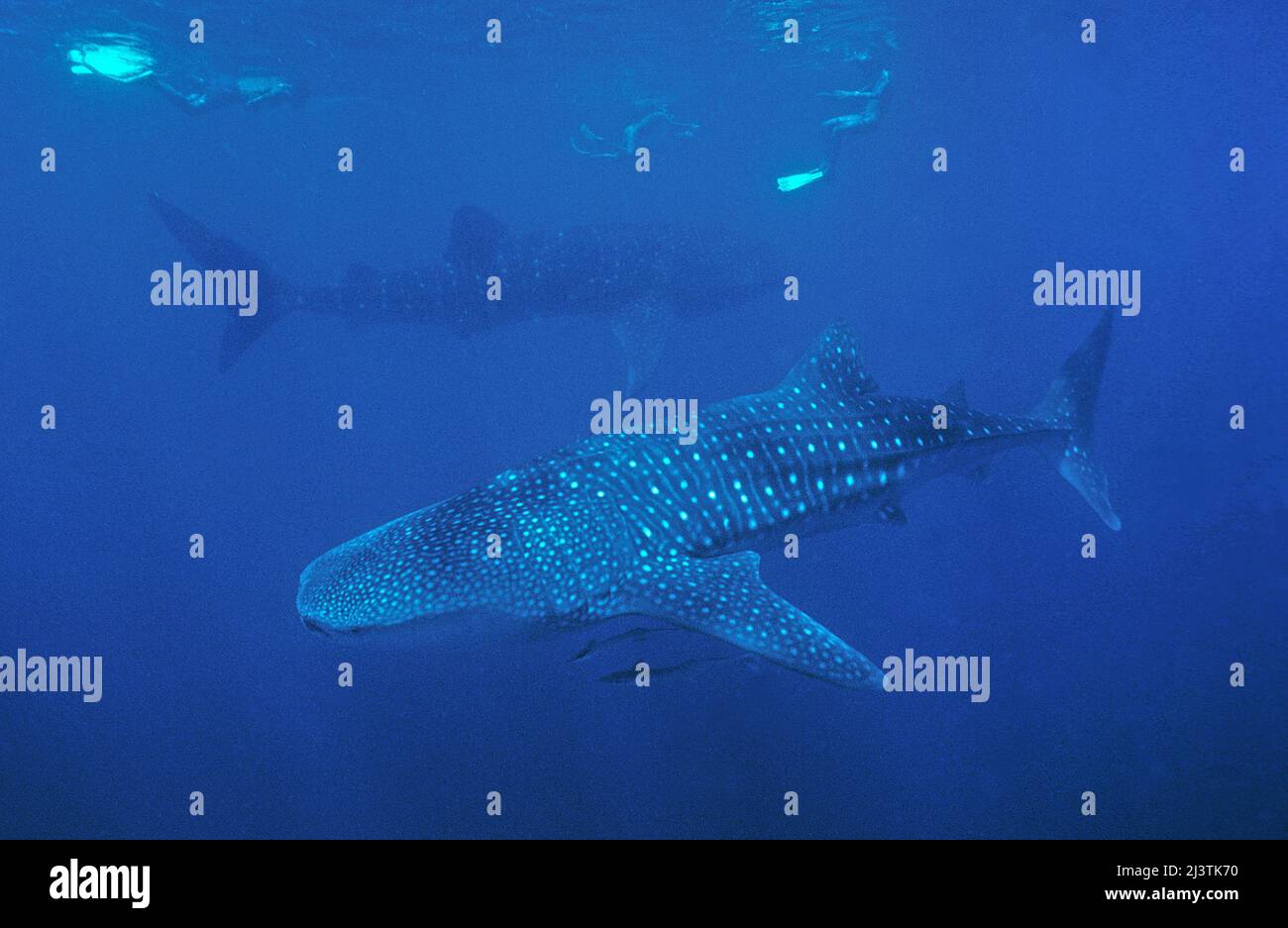 Snorkeler e squalo balena (Rhincodon typus), il più grande pesce del mondo, Ari Atoll, Maldive, Oceano Indiano, Asia Foto Stock