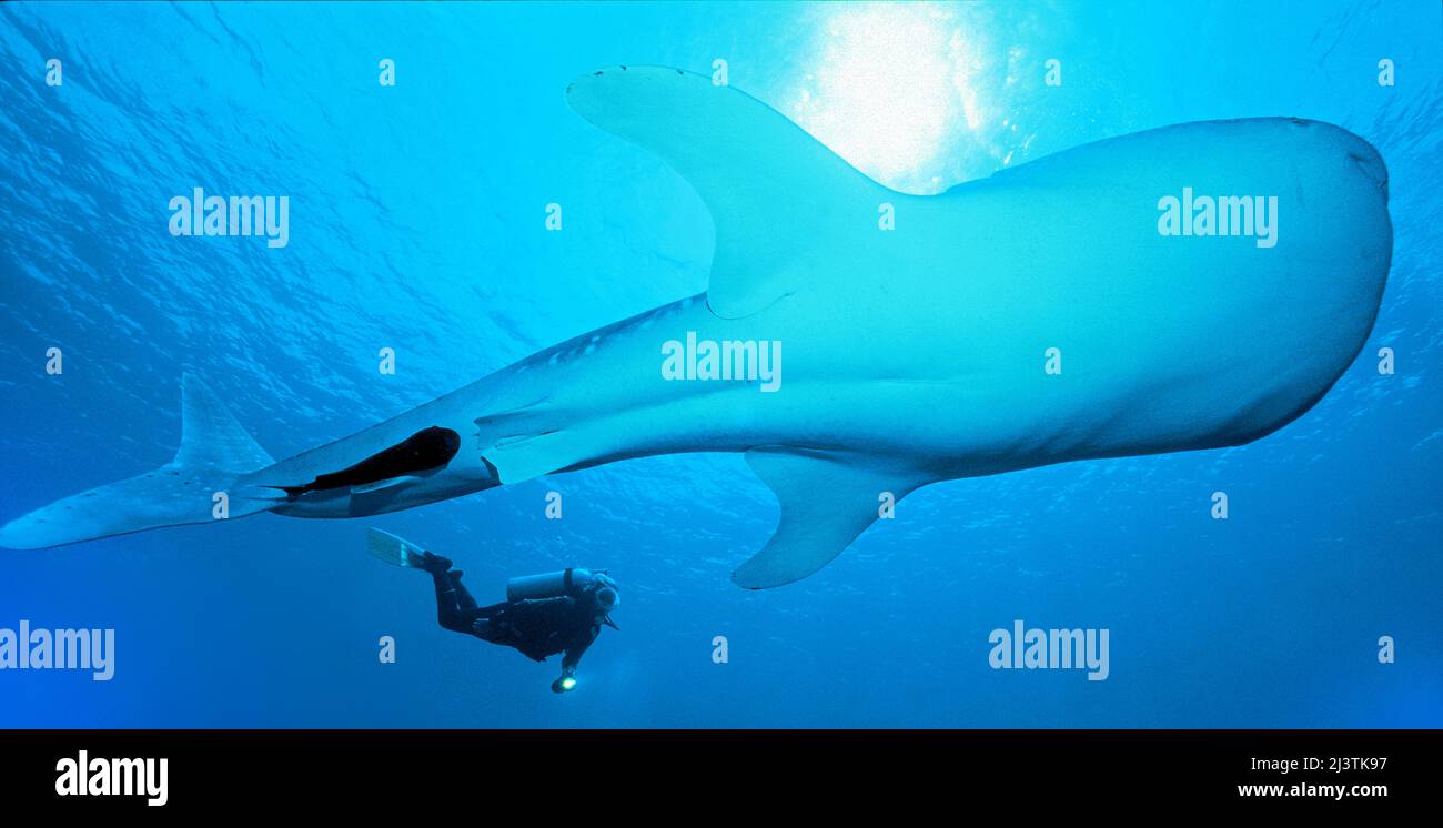 Subacqueo e squalo balena (Rhincodon typus), il più grande pesce del mondo, Ari Atoll, Maldive, Oceano Indiano, Asia Foto Stock