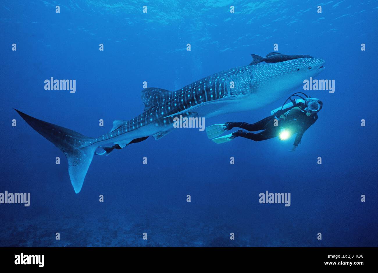 Subacqueo e squalo balena (Rhincodon typus), il più grande pesce del mondo, Ari Atoll, Maldive Foto Stock