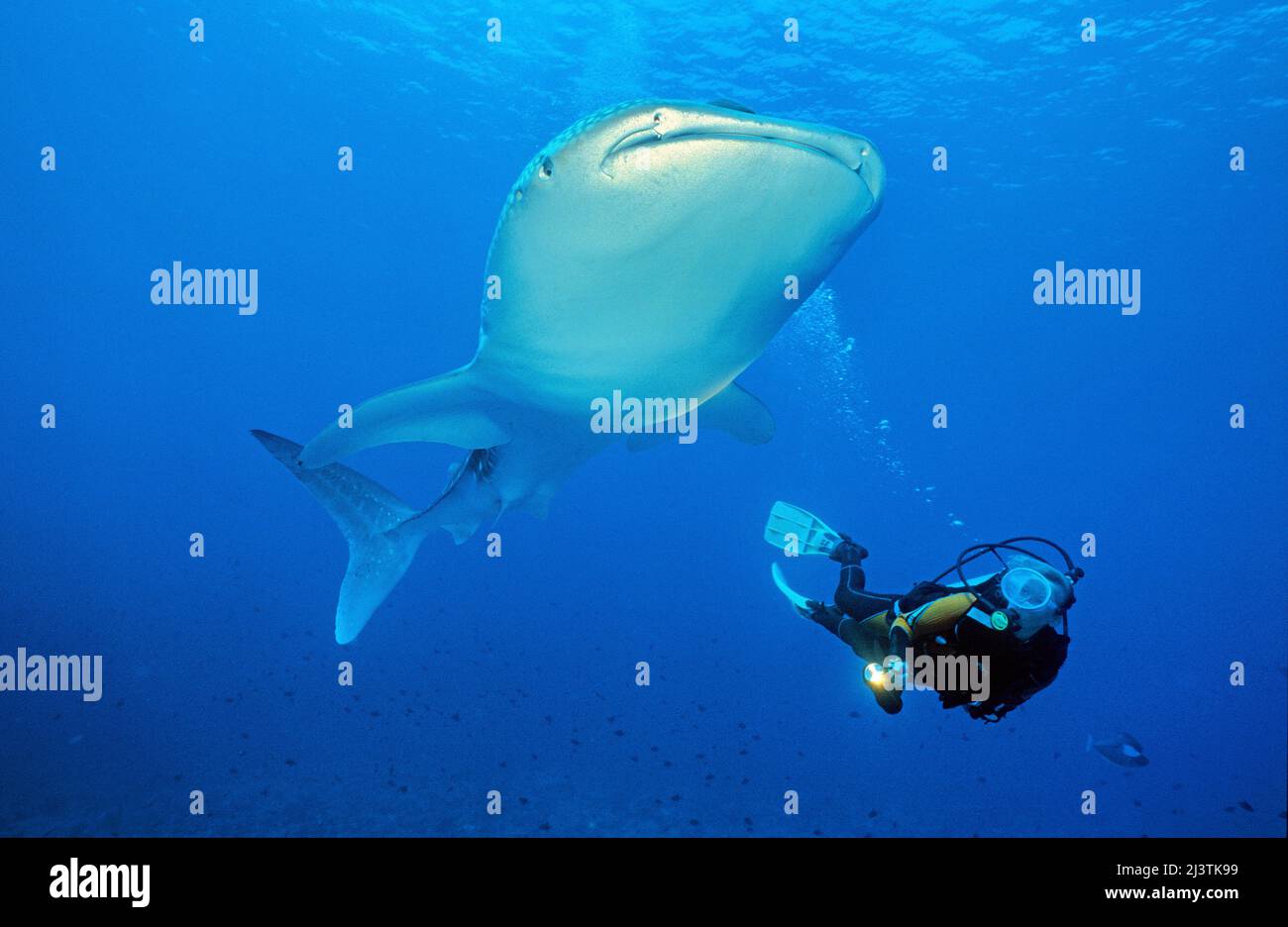 Subacqueo e squalo balena (Rhincodon typus), il più grande pesce del mondo, Ari Atoll, Maldive, Oceano Indiano, Asia Foto Stock